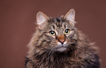 Obraz premium Beautiful maine coon breed cat on brown background