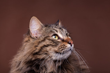 Beautiful maine coon cat