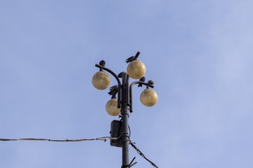 Pigeons on the lamp. Slovakia