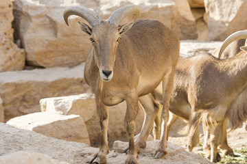 brown goats with long horns on stone 