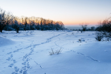 fabulous winter forest