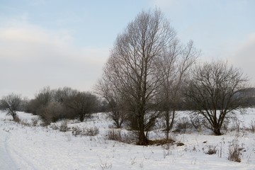 Frozen trees covered by snow and ice. Slovakia