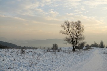 Fototapeta na wymiar Tree in sunrise on snow during winter. Slovakia