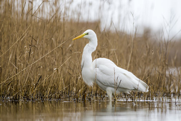 Great Egret in the pond