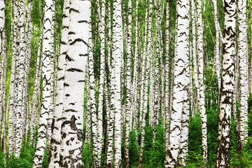 summer in sunny birch forest - 135968062