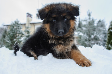 Cute two-month german shepherd puppy