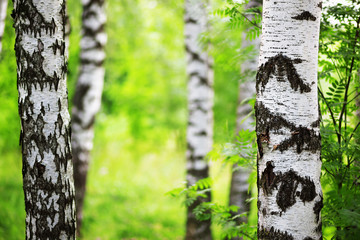 summer in sunny birch forest