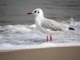 European herring gull