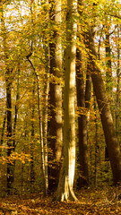 Obraz premium Golden Beech Forest in Fall