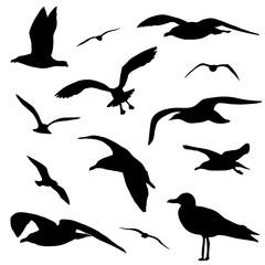 Seagull silhouette set isolated on white background vector