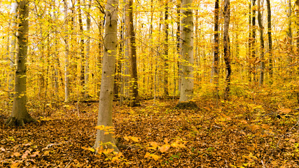 Obraz premium Golden Beech Forest in Fall