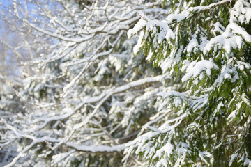 Winter branches covered with snow. Frozen tree branch in winter forest. 