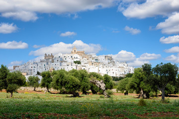 Puglia white city Ostuni with olive trees