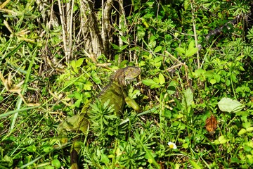 Reptilien in Florida, USA