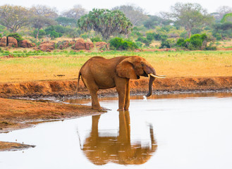 Fototapeta na wymiar Red Elephant in Tsavo East National Park. Kenya.