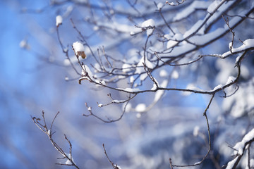 Tree branches frozen in the ice. Frozen tree branch in winter forest. Branch covered with snow
