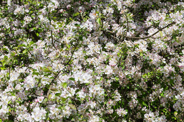 Blooming apple tree