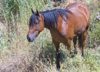 Horse on nature. Portrait of a horse, brown horse