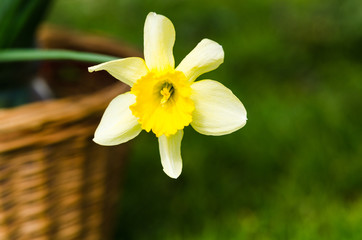 Fototapeta premium narcissus flower