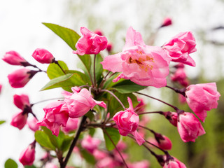 Fototapeta na wymiar Cherry blossoms in Yuyuan garden, Shanghai
