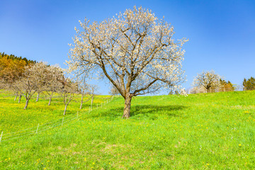 view of a cherry tree garden in springtime