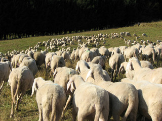 flock with many sheep with long white fleece grazing on mountain