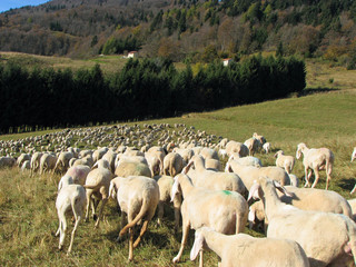 Naklejka premium flock with many sheep with long white fleece grazing on mountain