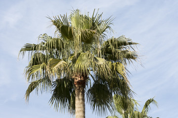Fototapeta na wymiar palm tree leafs
