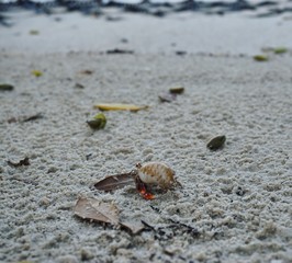 Krebs in Florida am Strand