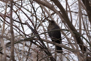 Blackbird on the tree. Slovakia