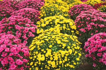 Fototapeta na wymiar Yellow and pink chrysanthemums, autumn flowers at the market