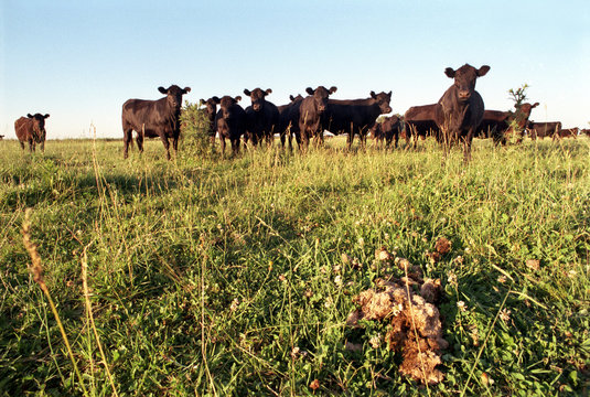 Angus pastoreando en el campo, Provincia de Buenos Aires Argentina.