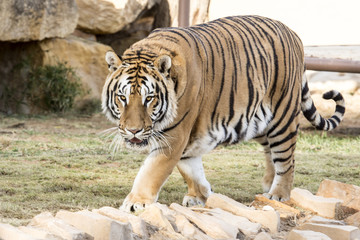 Royal Bengal tiger in a natural confinement