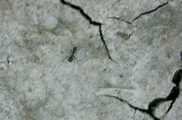 Ant is running away from earthquake