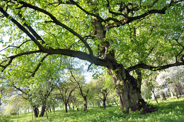 Fototapeta na wymiar In the spring park very old tree linden tree, over 100 years