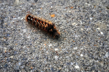Red hairy caterpillar crawling at the asphalt