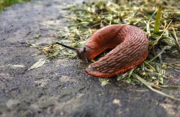 Slug at the wet asphalt