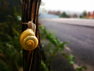 Snail climbing on the tree