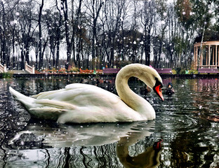 Swan untouched