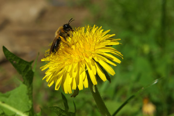 Bee at the yellow dandelion