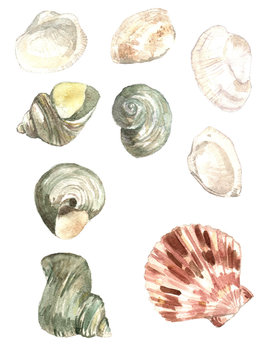 A set of shells, painted watercolor