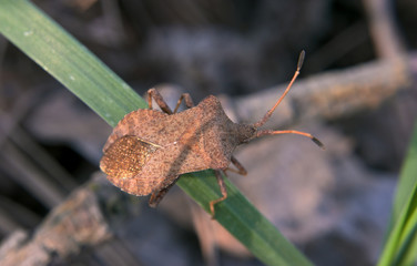 Brown bug on the grass
