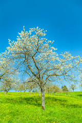 Fototapeta na wymiar view of a cherry tree garden in springtime