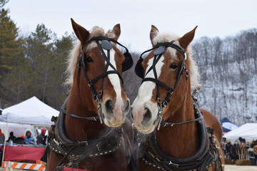 Obraz premium Sleigh ride