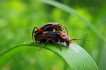 Black with red bugs at the green grass