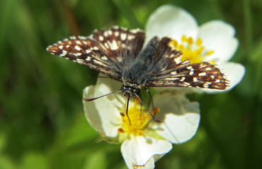 Butterfly hesperiidae syrichtus at the flower