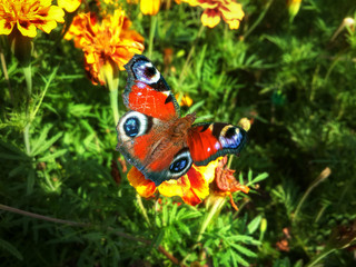 Butterfly Inachis io at the flower tagete