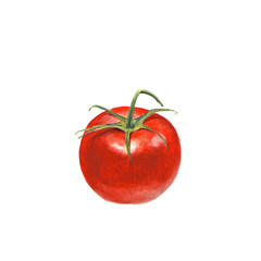 Botanical watercolor illustration of tomato on white background