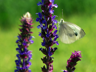 Butterfly Pieris manni at the flower