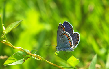Naklejka na ściany i meble Butterfly Plebejus argyrognomon blue at the green leaf